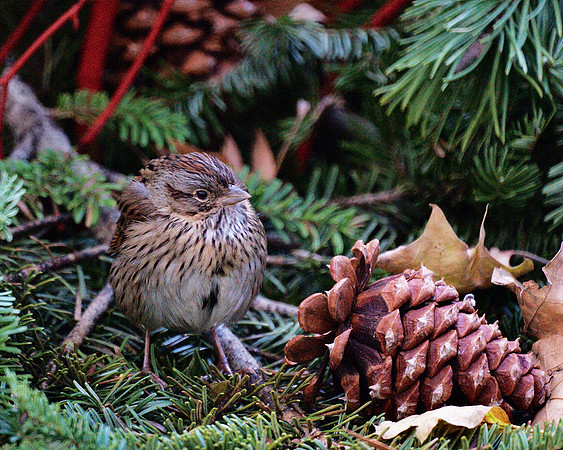 Lincoln's Sparrow, Bryant Park