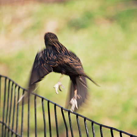 glorious starling takes off