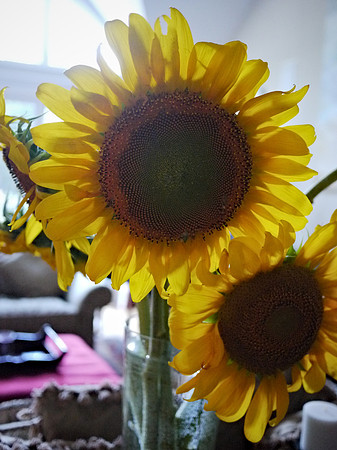 Cut sunflowers