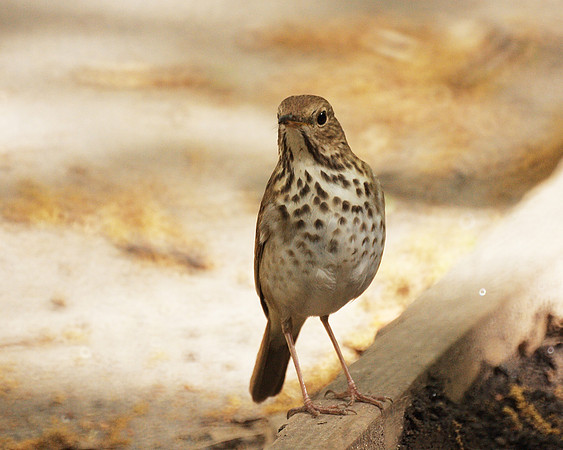 Thrush, Central Park
