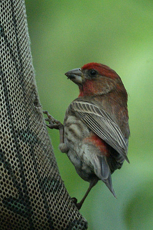 House Finch