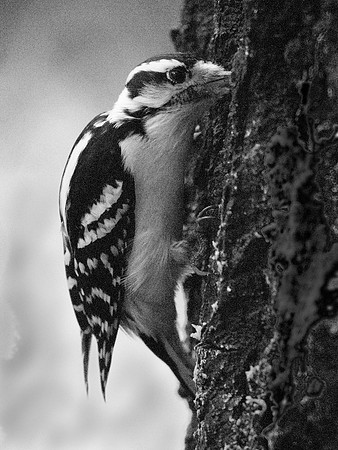 Downy Woodpecker, Central Park