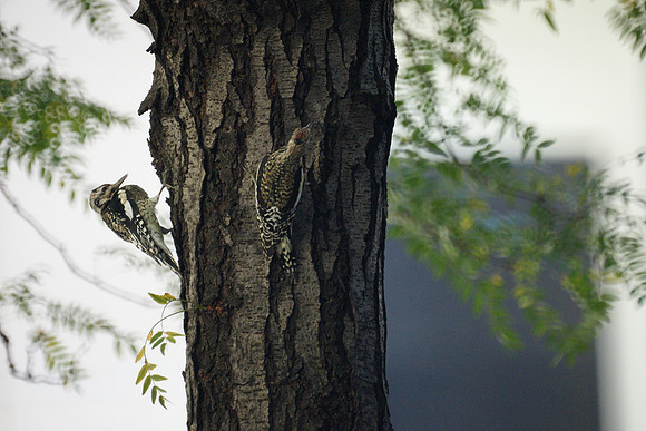Yellow-Bellied Sapsuckers, Fifth Avenue NYPL
