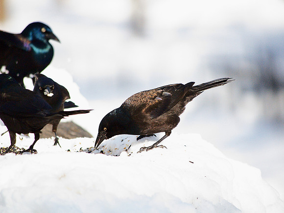 Grackles, Central Park
