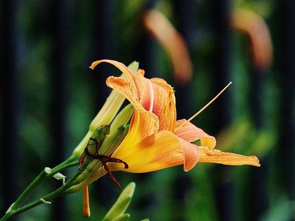 Daylily, Theodore Roosevent Park, NY NY