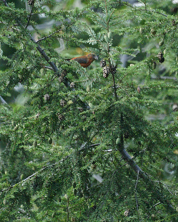 Red Crossbill, Central Park