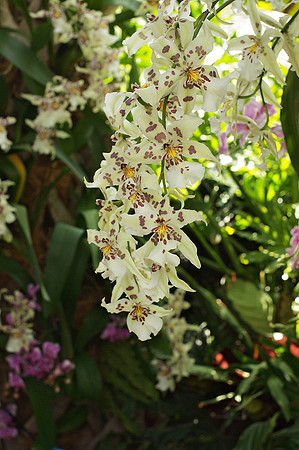 Beallara Tahoma Glacier