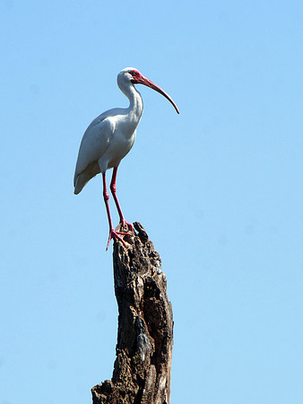 White Ibis, Green Cay
