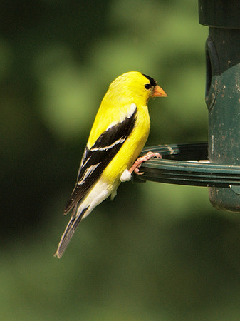 American Goldfinch, Traveler Food and Books