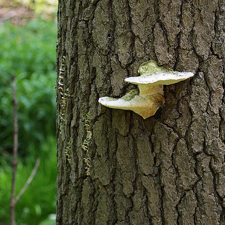 Tree Fungus, Bronx Zoo