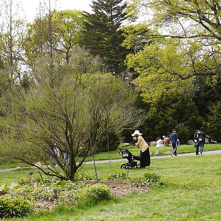 Hanami