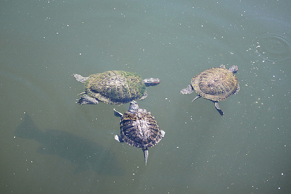 Turtles, Turtle Pond