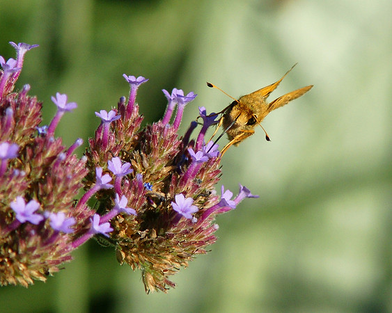 Butterfly drinking