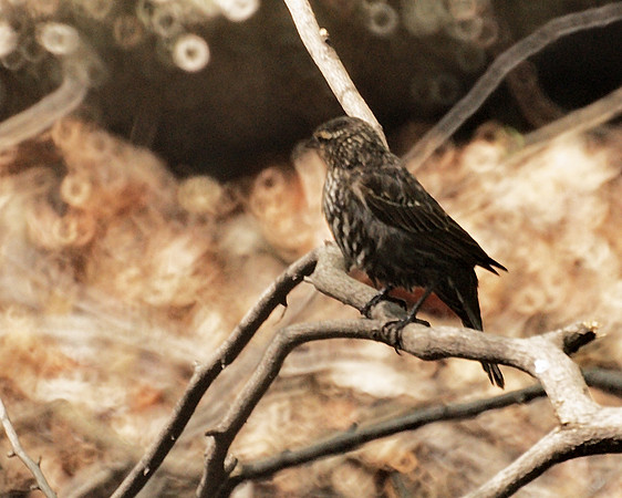 Female RWBB, Central Park