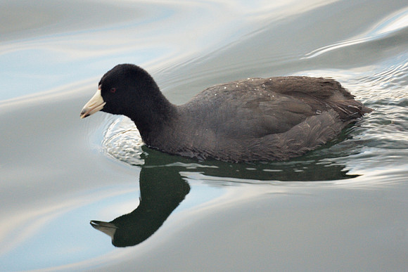 American Coot, Central Park Reservoir