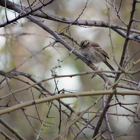 White-Throated Sparrow, Central Park