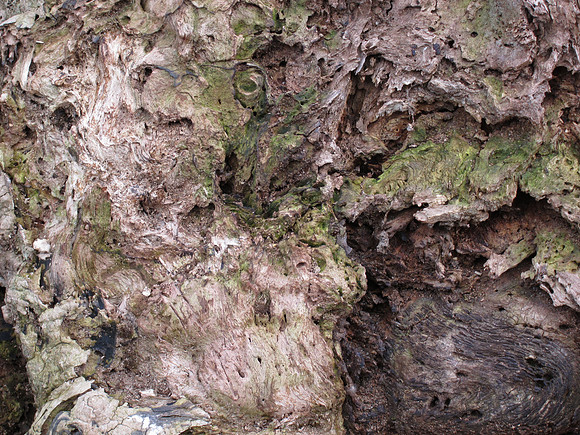 Treescape