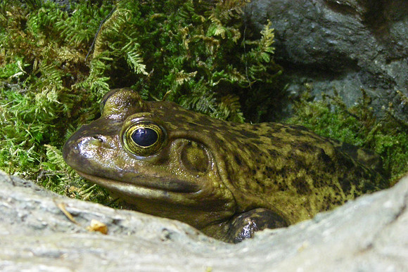 American Bullfrog