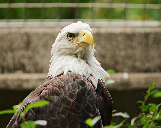 Bald Eagle, Bronx Zoo