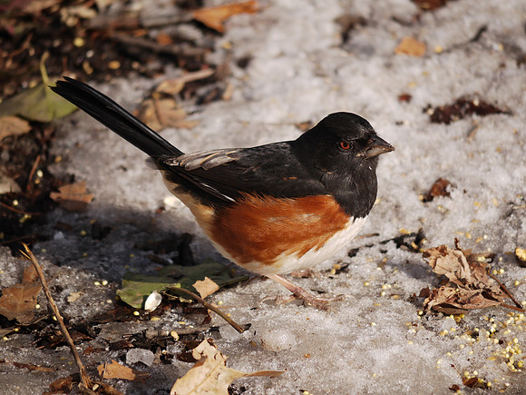 Smouldering towhee
