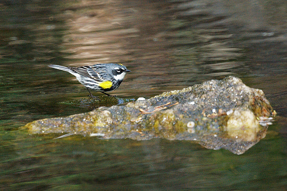 Yellow-Rumped Warbler, Central Park
