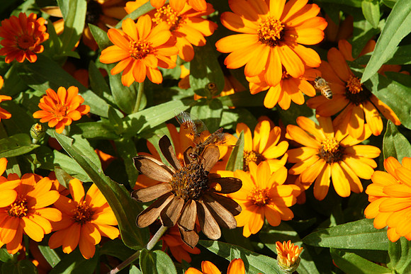 Conservancy Garden, Central Park
