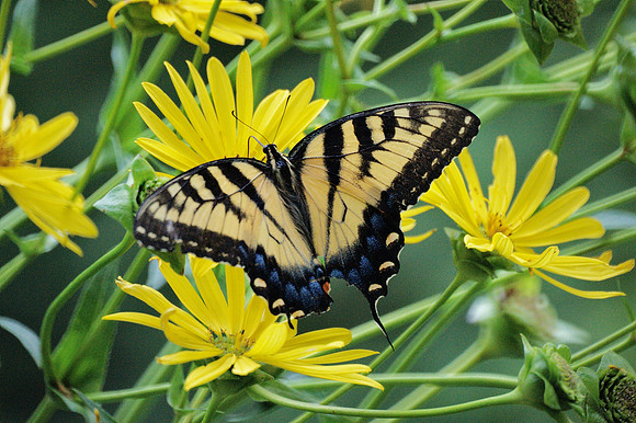 Tiger Swallowtail, Central Park