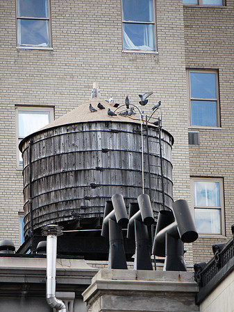 Pigeons on a water tank, Upper East Side