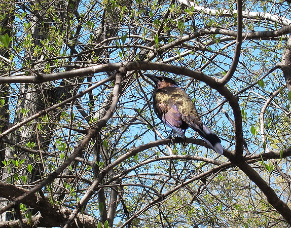 Common Grackle, Central Park