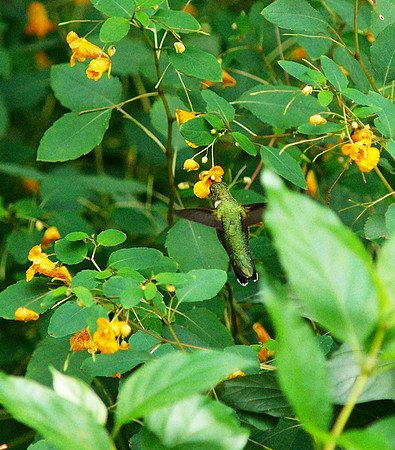 Hummingbird, Central Park