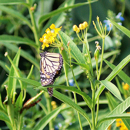 Butterfly, Butterflyweed