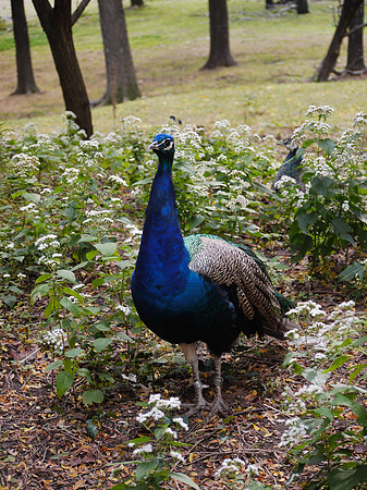 Peacock, Bronx Zoo