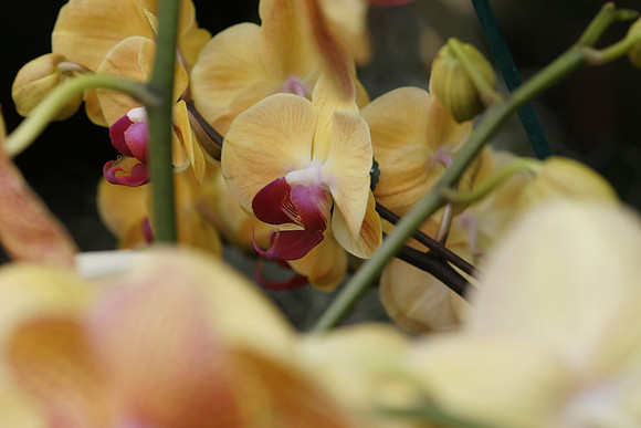 Phalaenopsis