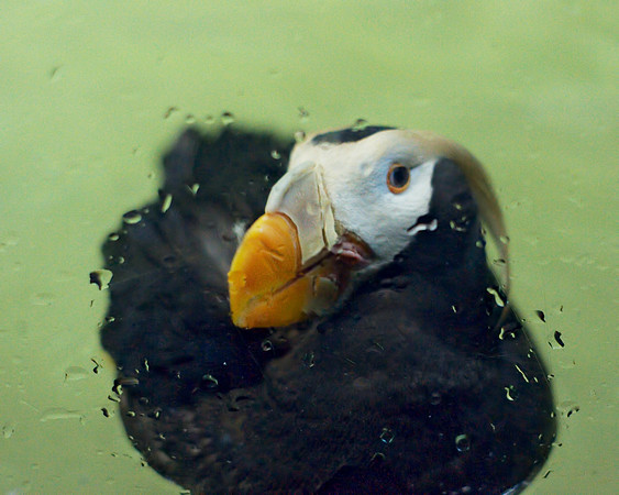Curious Puffin