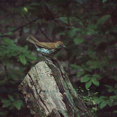 Wood Thrush, Central Park, dusk