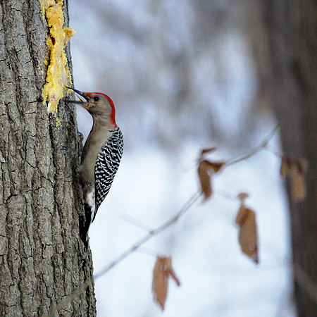 Red-Bellied Woodpecker, Central Park