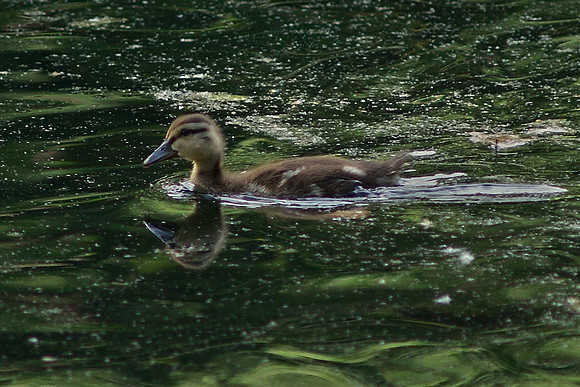 duckling, booking