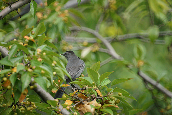 Catbird, Central Park