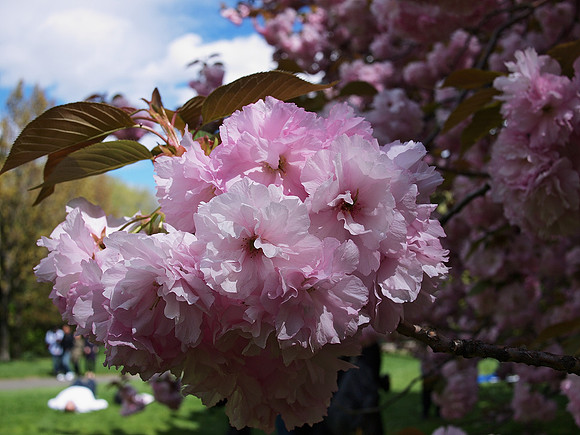 Cherry Blossoms, Cedar Hill