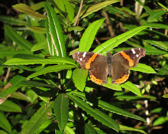 Red Admiral Butterfly, Central Park