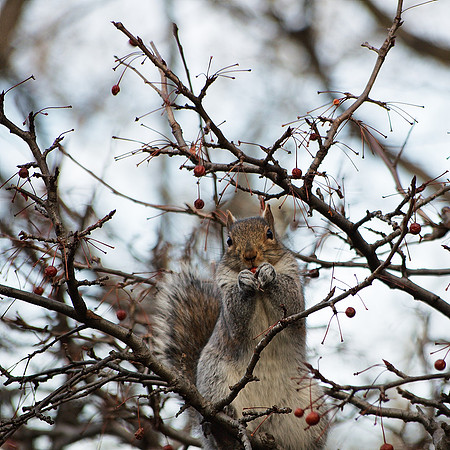 Tasty Berries on a Winter Day