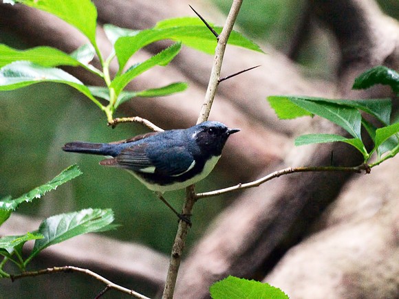 Black-Throated Blue Warbler, Central Park