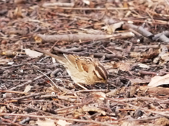 White-Crowned Sparrow, Central Park