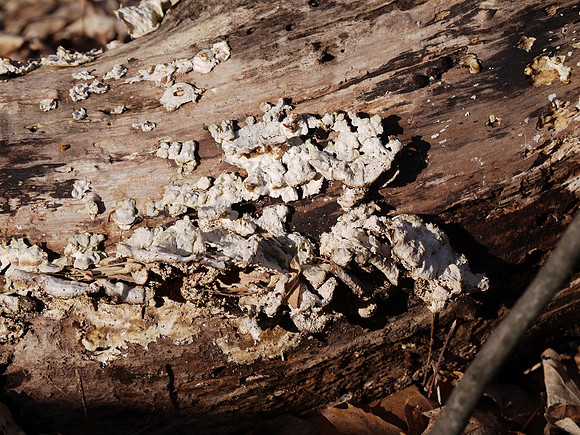 Tree fungus, Longwood