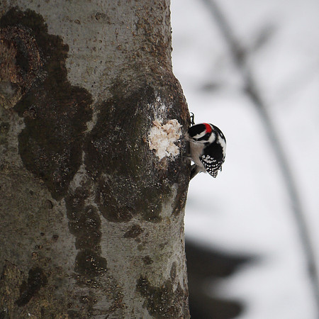 Downy Woodpecker, Central Park