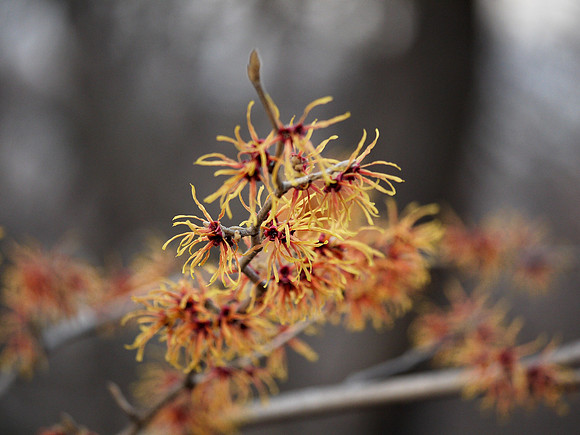 Witch Hazel, Central Park