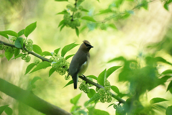 Cedar Waxwing, Central Park
