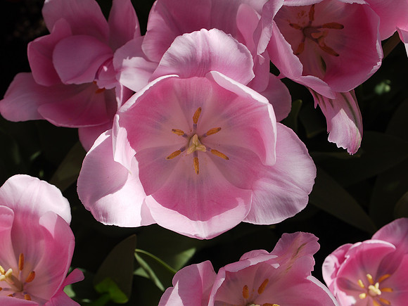 Tulip, Longwood Gardens