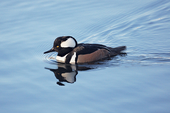Hooded Merganser, Central Park Reservoir