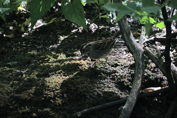 White-Throated Sparrow, Central Park